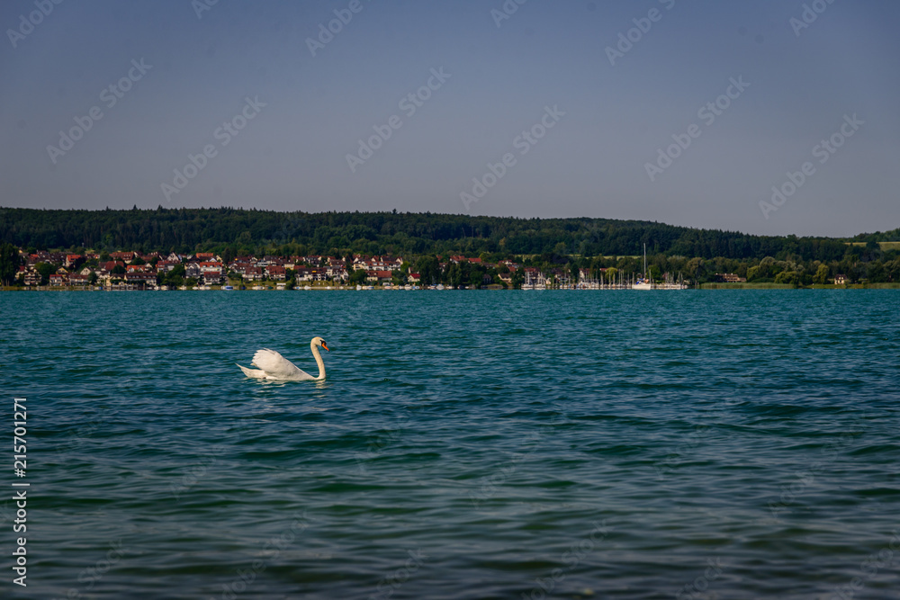 Single Swan on lake constance in front of green shore
