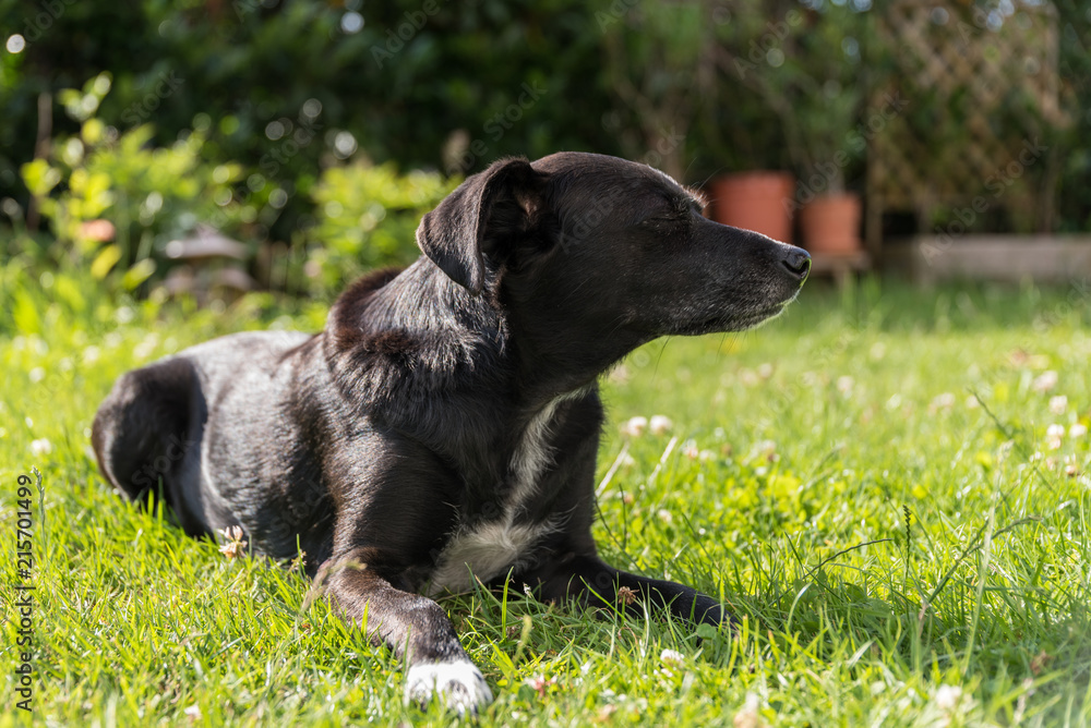 schwarzer Hund entspannt im Gras