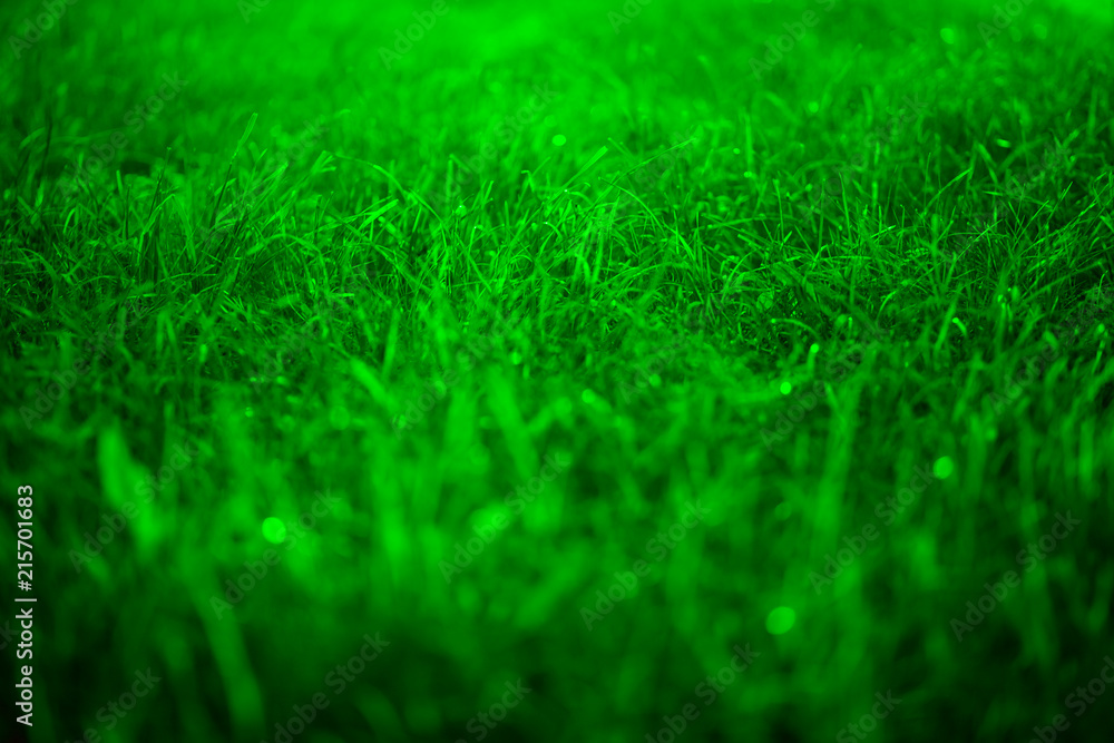 green grass texture