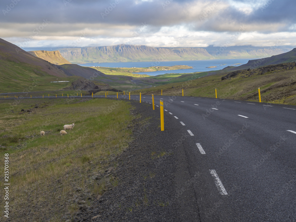 Asphalt road curve through rural north summer landscape with green grass. colorful steep cliffs, sheep and dramatic sky, Iceland western fjords,  golden hour light