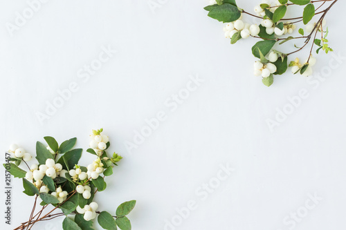 Branches with green leaves on a white backgroun