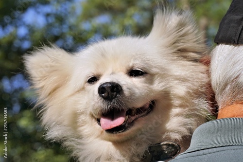 An adorable white Maltipom ( Maltese and Pomeranian crossing) on the shoulder of a man on the garden background ,summer in Ga USA.