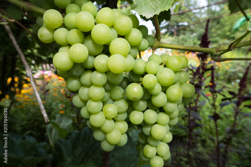  Bright green grapes on a branch