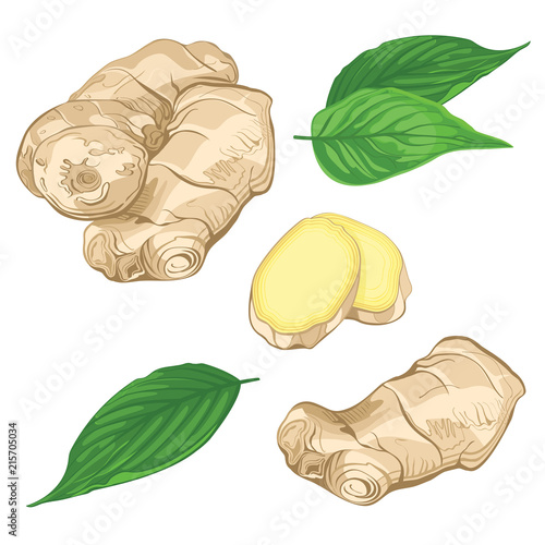Set vector illustration of a fresh ginger root and leaves isolated on white background. Herbal spice. Food ingredient.