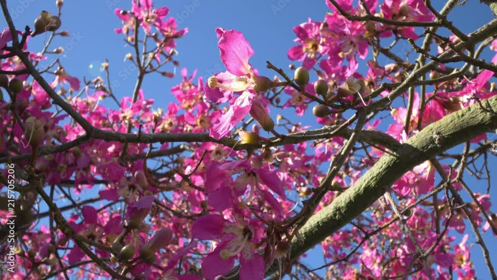 Flom Tree Professional video of flowers of floss silk tree tree in 4K slow motion ...