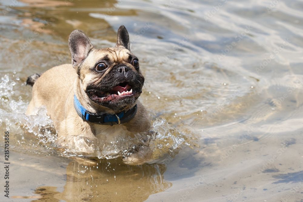 Funny french bulldog terrified by water