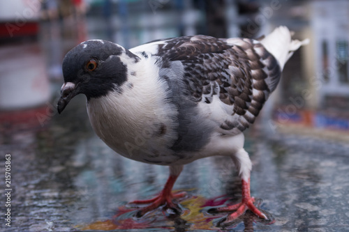 pigeons on wet asphalt