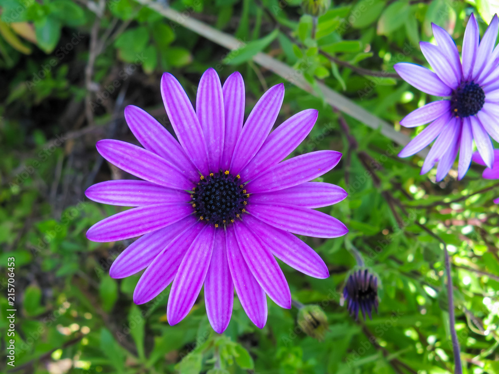 Flowers, spring beauty Flowers, spring beauty