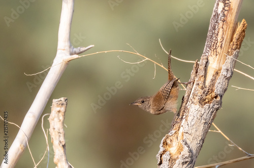 House wren perched on large branch in open cottonwood forest along Rio Grande in Bernalillo, New Mexico photo