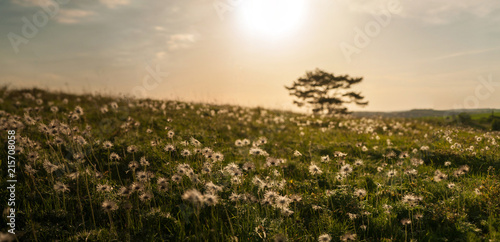 Faded pasque-flower. against the backdrop of the setting sun. Dramatic landscape with a glade of flowers illuminated by the sun on a summer sunny day.