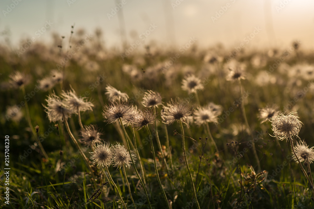 Faded pasque-flower. against the backdrop of the setting sun. Dramatic landscape with a glade of flowers illuminated by the sun on a summer sunny day.