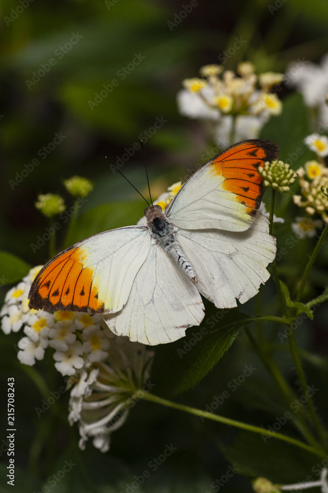 White and orange butterfly 2 White and orange butterfly 2