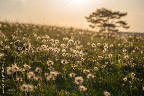 Faded pasque-flower. against the backdrop of the setting sun. Dramatic landscape with a glade of flowers illuminated by the sun on a summer sunny day.