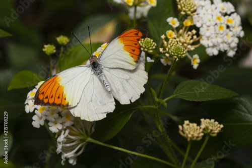 White and orange butterfly 1