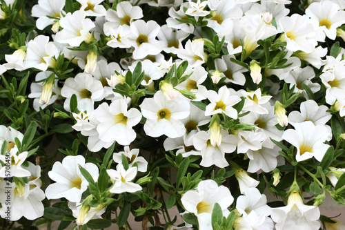 Bunch of white blossoms of petunia. Vivid. 
