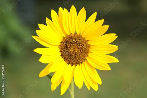 Beautiful sunflower from detail. Isolated. Bokeh background.  Wallpaper. 