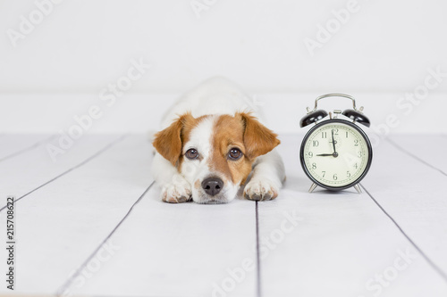 cute white small dog lying on the floor and looking at the camera. alarm clock with 9 am besides. Wake up and morning concept. Pets indoors