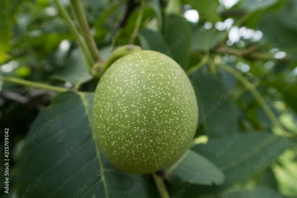 summer vegetables in the garden