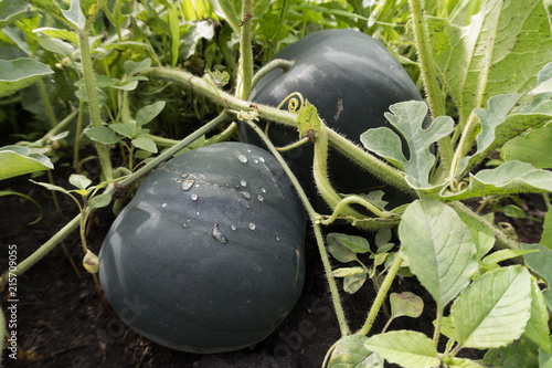 summer vegetables in the garden