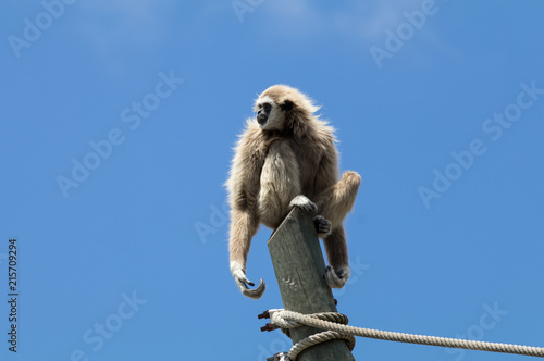 White handed gibbon 5