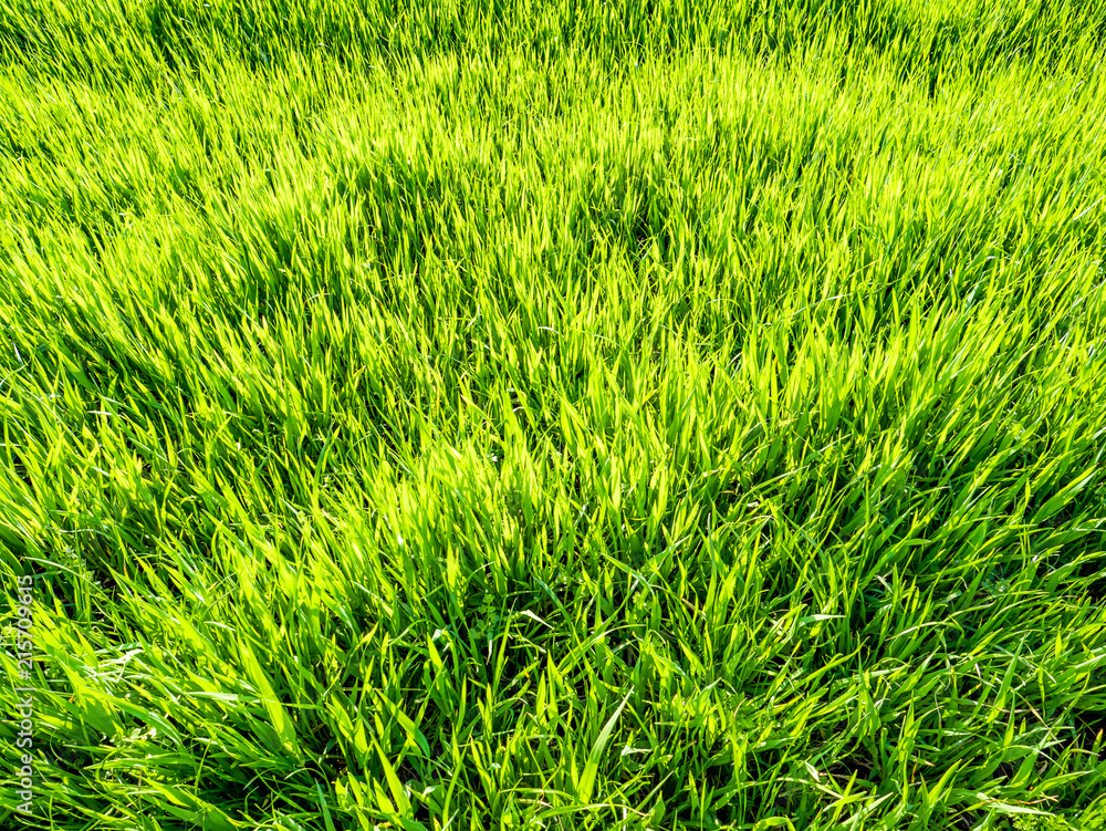 Green grass background Green grass background