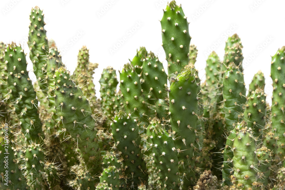 Cactus Succulent Plant Close Up on a White Background Cactus Succulent Plant Close Up on a White Background