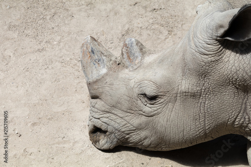 White rhino 2