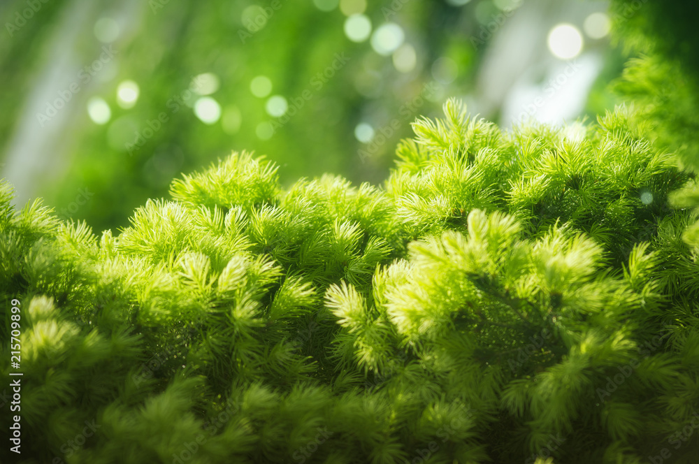 Greens Greens