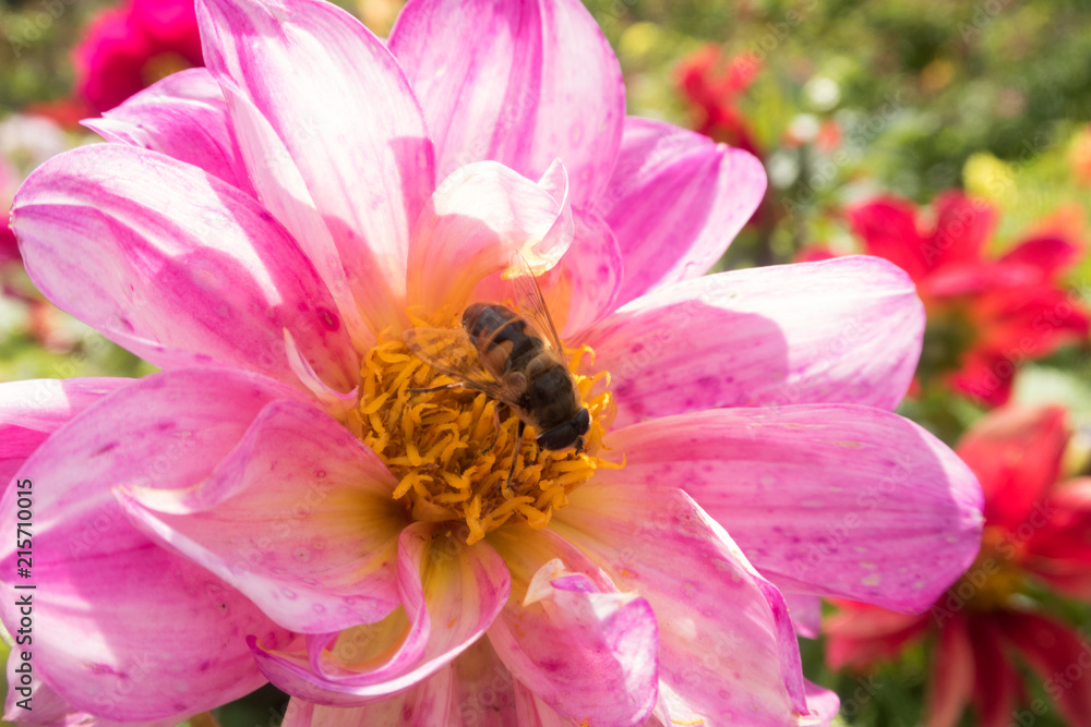 insects on bright colorful summer flowers insects on bright colorful summer flowers