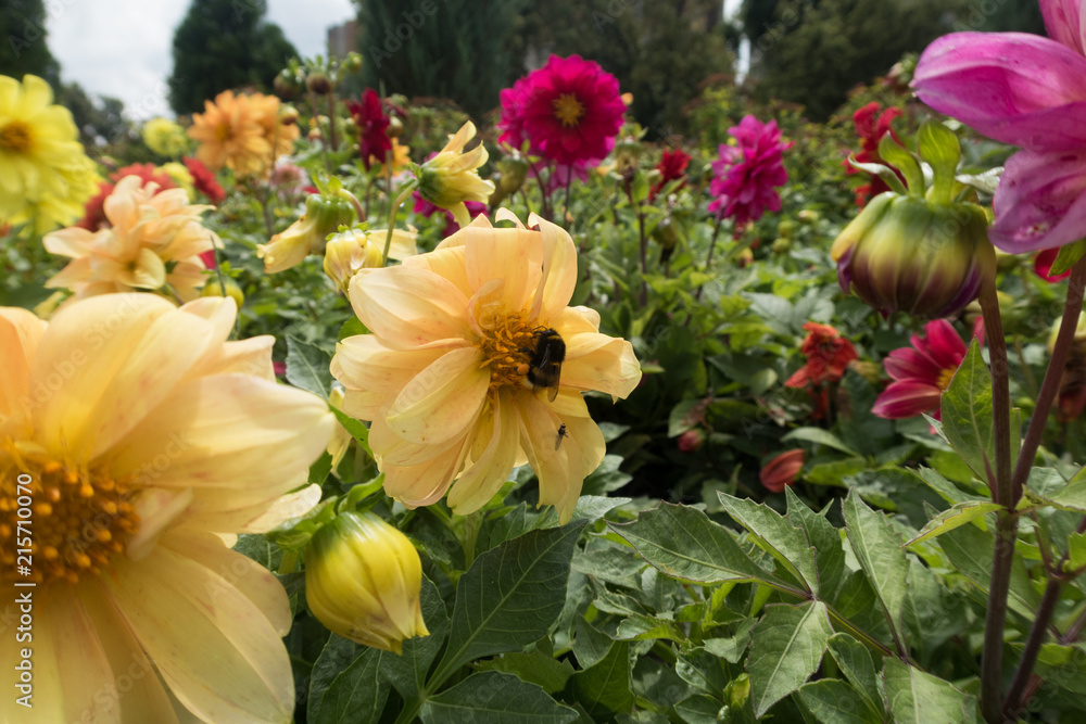 Obraz premium insects on bright colorful summer flowers