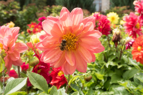 insects on bright colorful summer flowers