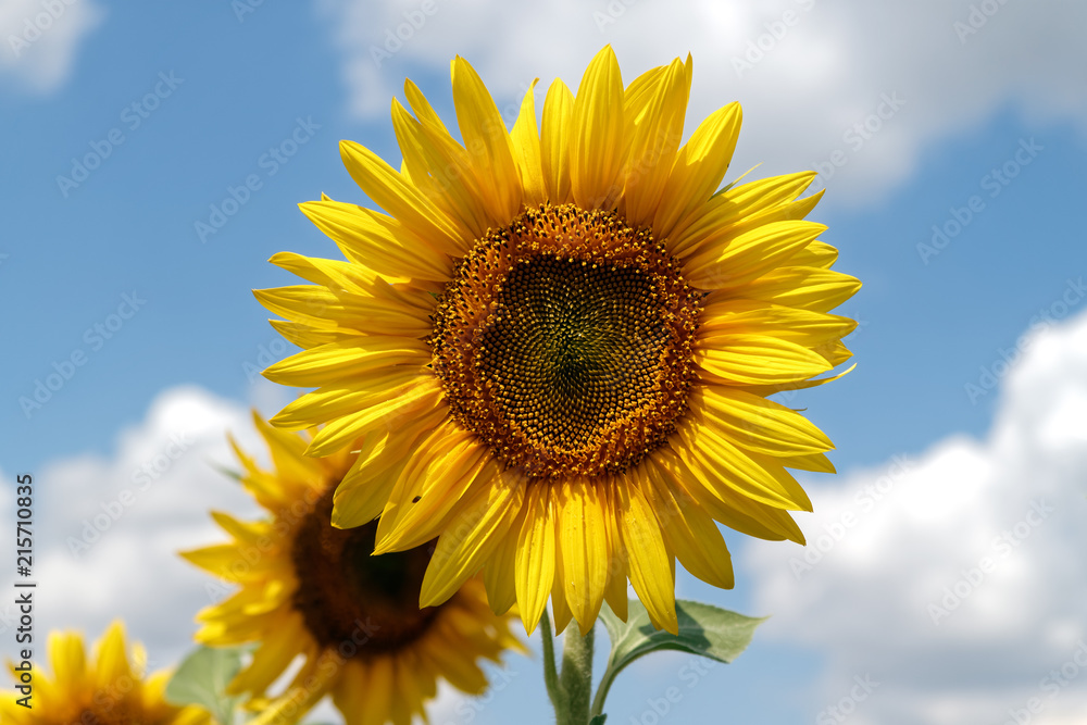 Blooming sunflowers on a background cloudy blue sky at bright sunny summer day Blooming sunflowers on a background cloudy blue sky at bright sunny summer day