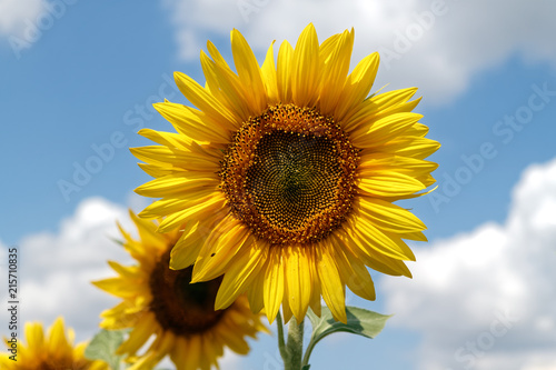 Blooming sunflowers on a background cloudy blue sky at bright sunny summer day