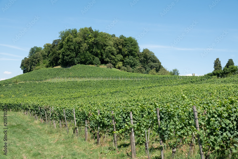 Hiking in the wine terraces of the Weinland region of the city of Zurich, Switzerland