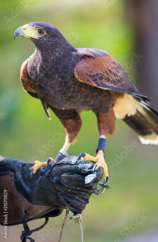 Harris s hawk bird of prey on hand