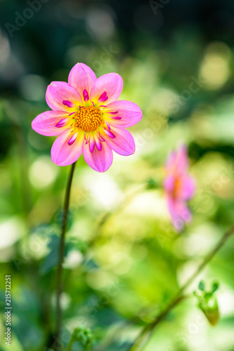 Close up of a glowing pink and yellow dahlia backlit by the sun in a border garden  with bright sunny background