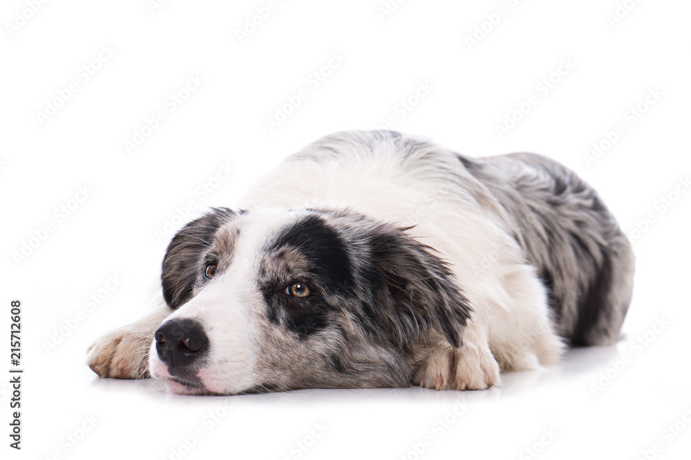 Müder Border Collie isoliert auf weißem Grund Müder Border Collie isoliert auf weißem Grund