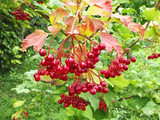 bush of juicy viburnum with red berries