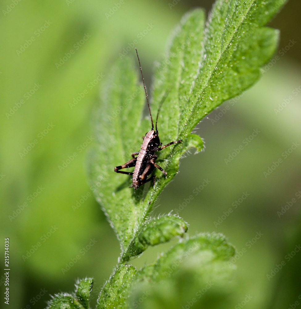 Grashüpfer, Heuschrecke auf einem Blatt Grashüpfer, Heuschrecke auf einem Blatt