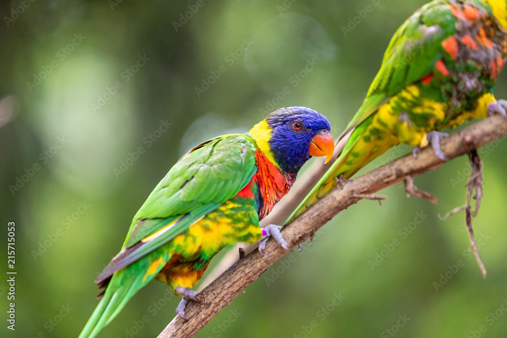 Obraz premium Birds