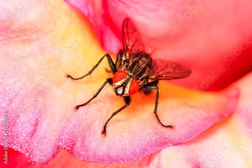 Horse fly on the pink flower
