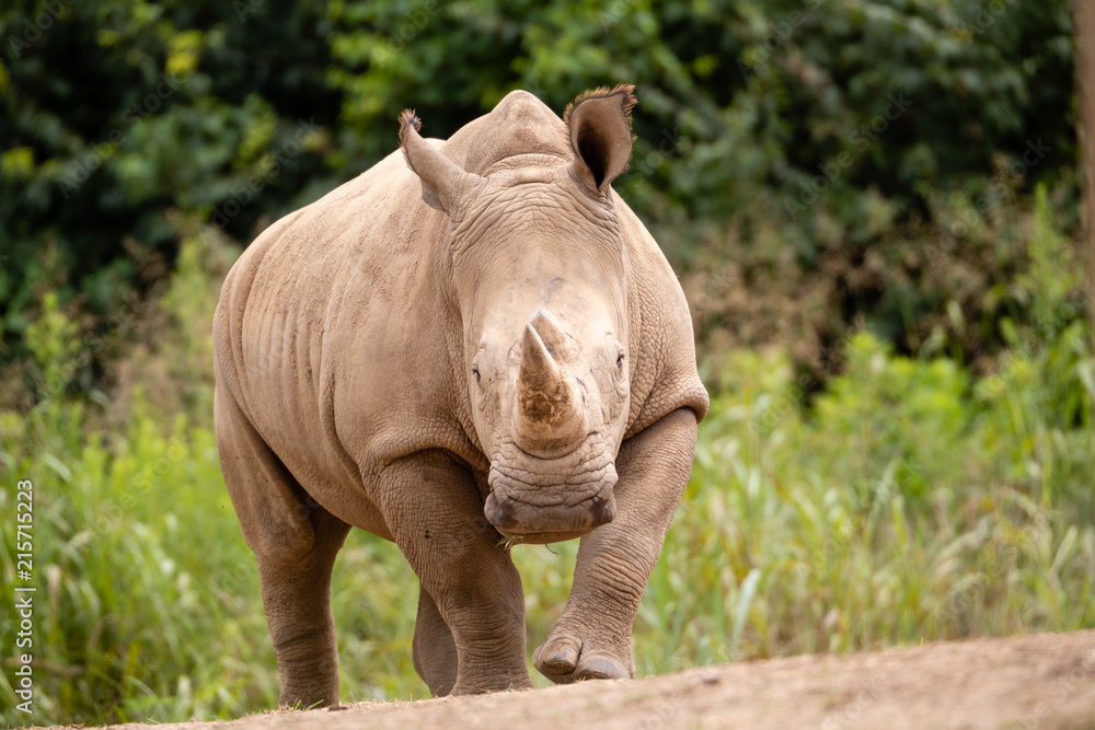 Fototapeta premium Rhino