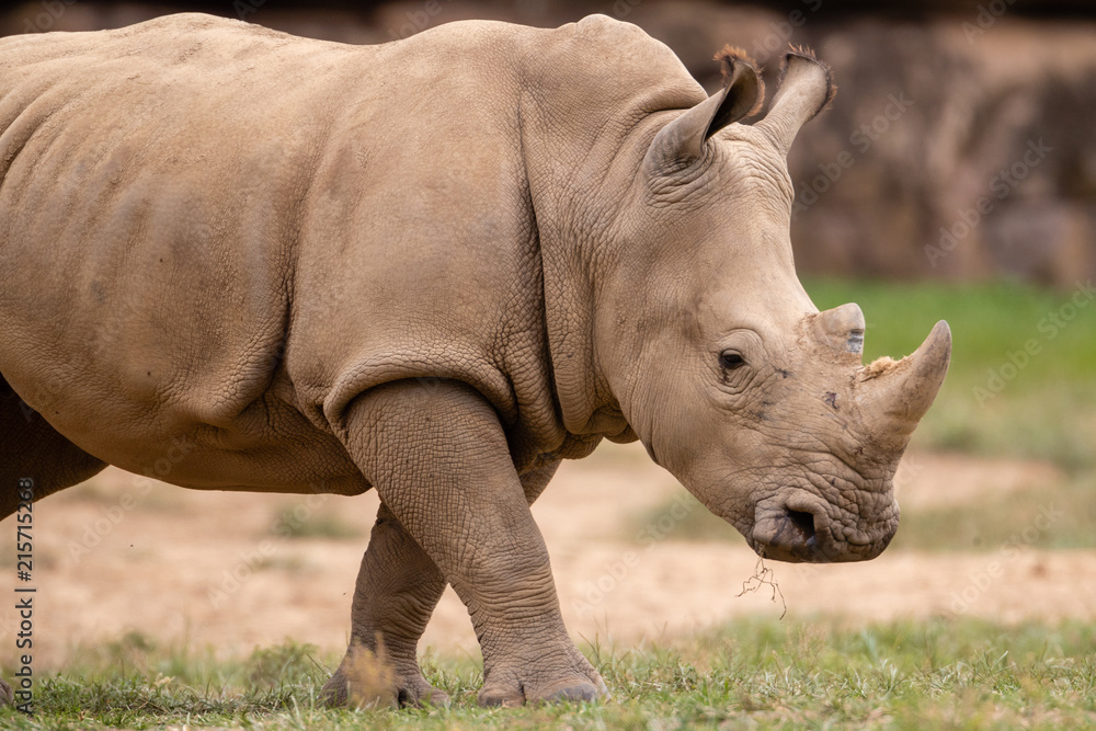 Rhino Rhino