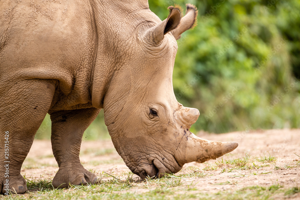 Fototapeta premium Rhino