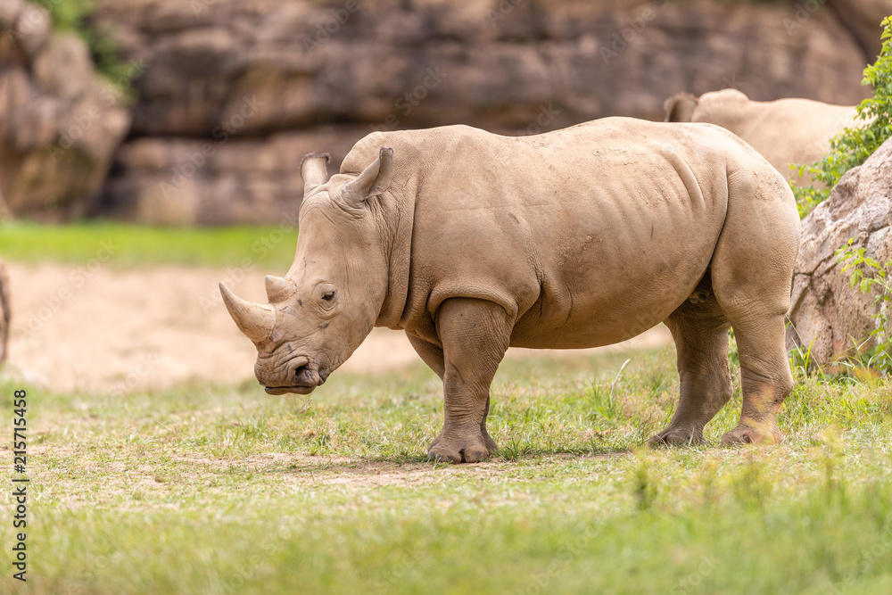 Rhino Rhino