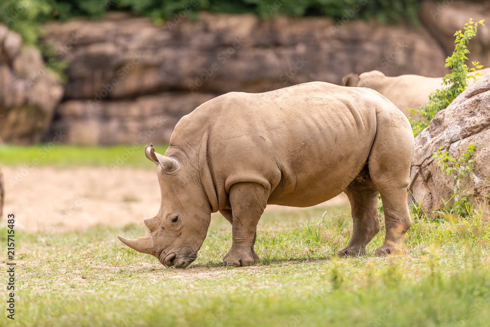 Rhino Rhino
