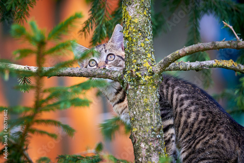 Tabby Cat Climbing A Tree