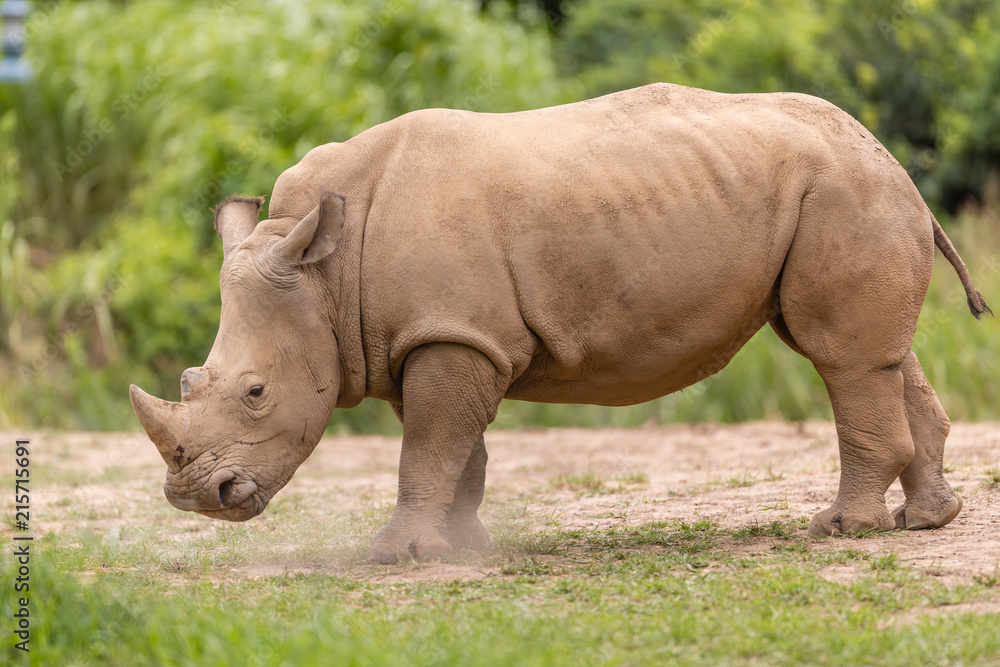 Fototapeta premium Rhino