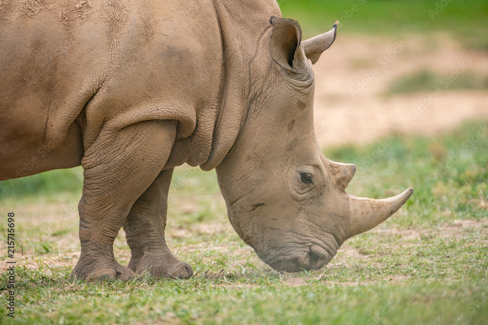 Fototapeta premium Rhino