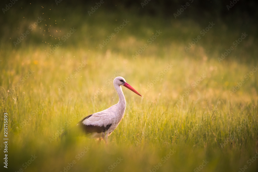 Fototapeta premium White stork on a meadow